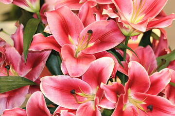 blooming colorful Oriental Lily,Fragrant Lily flowers,close-up of red with white lily flowers blooming in the garden  

