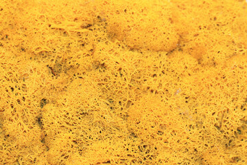 irregular dry Coral,dried Coral with yellow color,abstract structure background