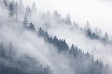 Sapins dans les nuages