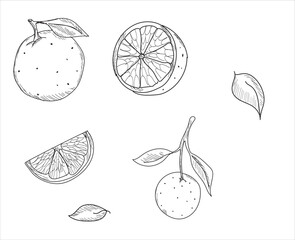 Orange vector drawn on a white background. Vector drawing of fruits. Abstract stains. oranges.