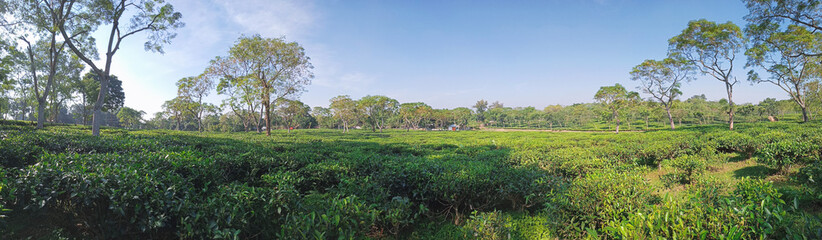 Fototapeta na wymiar Tea plantations in Sreemangal tea garden, Bangladesh. Beautiful tea plantations landscape beauty.