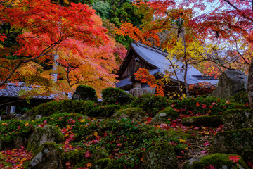 紅葉　永源寺　滋賀県　秋