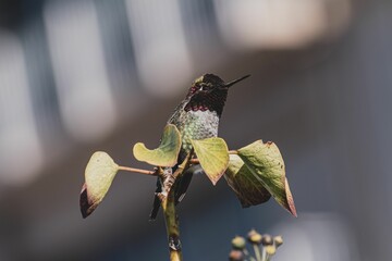 Closeup of Anna's hummingbird perched on a plant against the blurred background