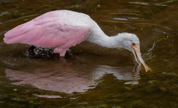 Closeup of a pink roseate spoonbill drinking water from the pond - Powered by Adobe