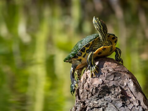 Closeup of a Yellow-bellied slider perched on a stone against the blurred  green background