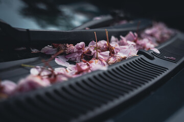 Cherry Blossoms on a car windshield