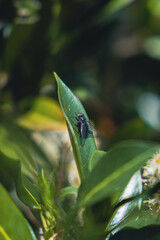 macro of a bug on plants
