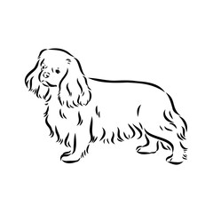 Cavalier King Charles Dog Vector Image Silhouette