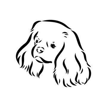 Cavalier King Charles Dog Vector Image Silhouette