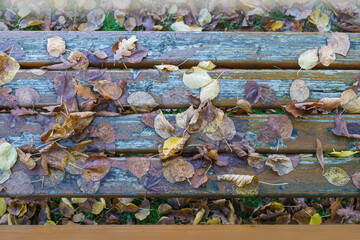 Laub auf Bank, Park Herbst