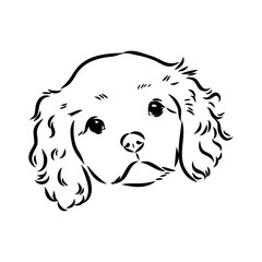 Cavalier King Charles Dog Vector Image Silhouette