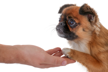 human hand holding a dog, png file
