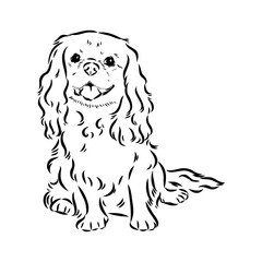 Cavalier King Charles Dog Vector Image Silhouette