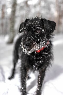 Black Fell Terrier dog (Canis lupus familiaris) in a winter forest with its face covered in snow