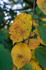 Obraz premium Blätter im Herbst 