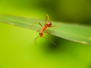 ant on leaf