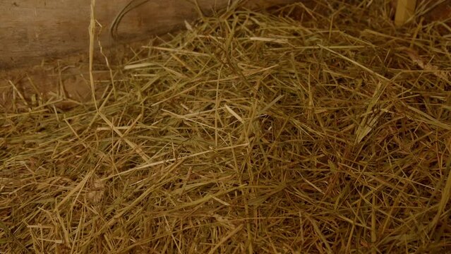 Dried grass in rural sauna interior. Hayloft, rest room in old bathhouse.