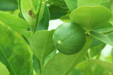 Green limes on the lime tree (Citrus aurantifolia), they are closely related to lemon. It has a sour taste and is an excellent source of vitamin C.