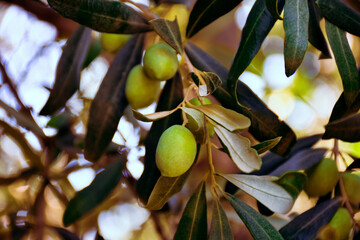 Olive branch with three fruits. Green olives on a tree, detail