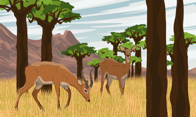 Naklejka na ściany i meble A pair of Kob antelopes walk on dry grass in a baobab grove. Wild mammals of central Africa. Realistic vector landscape