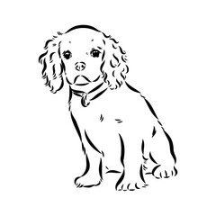 Cavalier King Charles Dog Vector Image Silhouette