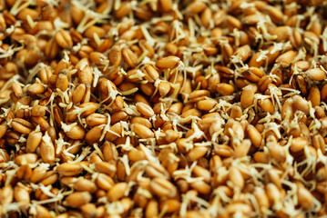 Macrobiotic food from sprouts for vegetarian meal. Healthy diet and vegetarian food. Raw buckwheat, Superfood. Copy space. Protein rich