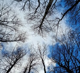 Fondo natural con  multitud de arboles y fondo de cielo azul intenso con nubes de color blanco