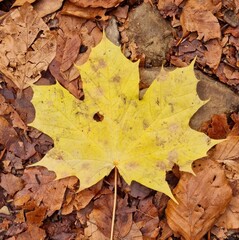 Fondo natural de otoño con hoja de tonos amarillos con fondo de multiples hojas de tonos marrones