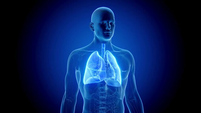 3d rendered medical animation of a man's respiratory system during respiration