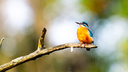 Kingfisher on Spidernet