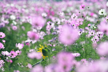 アサギマダラと秋桜