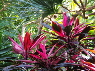 熱帯植物のコピースペース背景