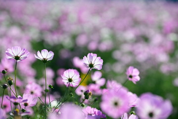 Obraz premium アサギマダラと秋桜