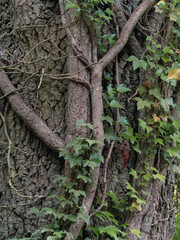 Efeu umschlingt Baum