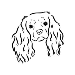 Cavalier King Charles Dog Vector Image Silhouette