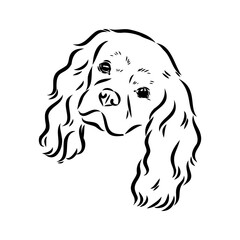 Cavalier King Charles Dog Vector Image Silhouette
