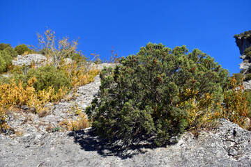 A Juniperus phoenicea bush with fruit growing on rocks