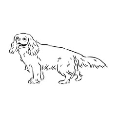 Cavalier King Charles Dog Vector Image Silhouette