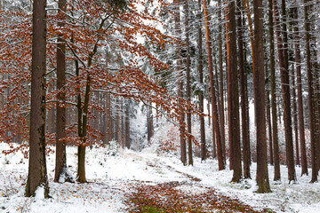 Fototapeta premium A dirt road running through a snow covered forest.