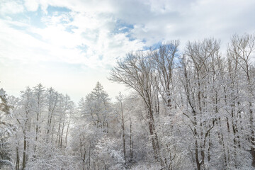 Landscape of winter forest covered by snow.