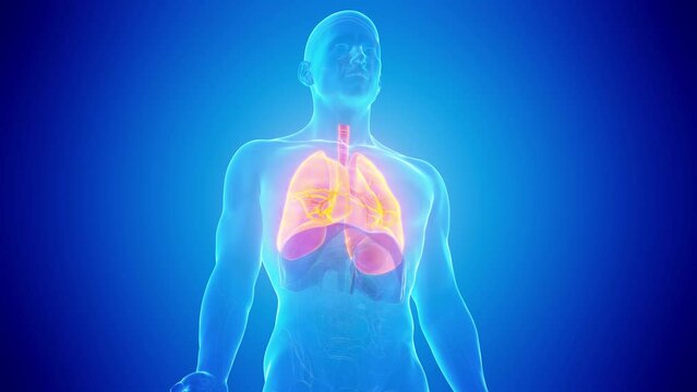 3d rendered medical animation of a male human's lungs during respiration