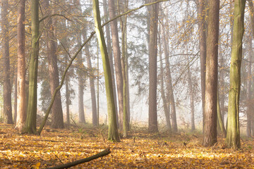 Morning in autumn forest. Foggy atmosphere.