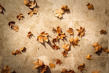 Fotografia caracteristica de outono. Folhas amarelas/laranja no chão