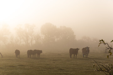 Cows grazing on autumn morning pasture. Foggy mood, colorful warm light.