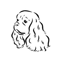 Cavalier King Charles Dog Vector Image Silhouette