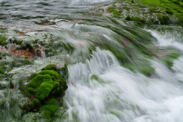 強酸性の水が流れる岩の上に群生する緑色の苔　-　チャツボミゴケ