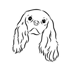 Cavalier King Charles Dog Vector Image Silhouette