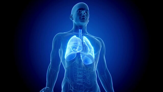 3d rendered medical animation of a breathing man's lungs