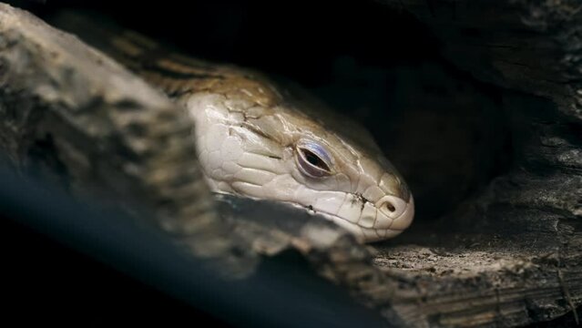 Sleepy Argentine Tegu Salvator Merianae in the Terrarium, Close Up