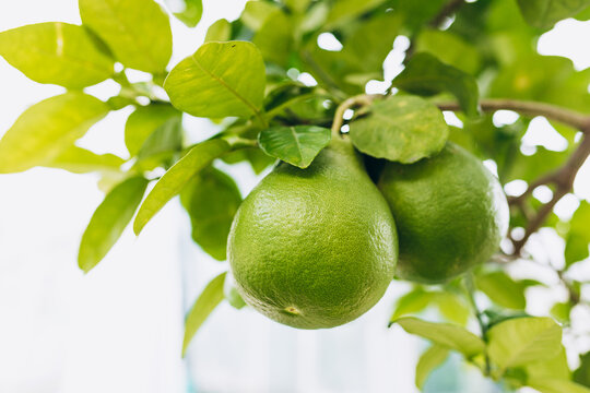 Two large green pamelo fruits on a branch close-up. Citrus maxima. Pomelo hang with branch on the pomelo tree at the farm